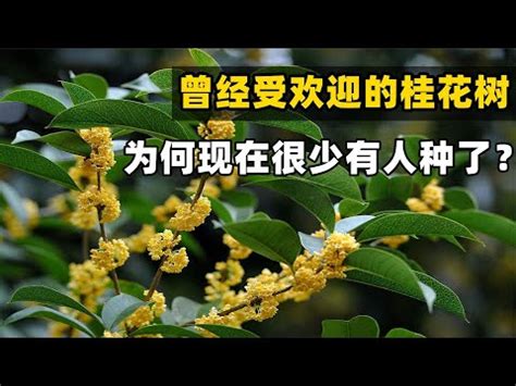 四季桂花風水|如何按照風水來擺設桂花？（特徵、方位、共同擺設的植物）